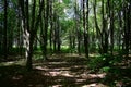 Forest park. Alleys of deciduous trees. Green grass. Moss. Tree branches. Sunbeams in a shady forest. Sky Royalty Free Stock Photo