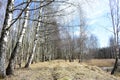 Forest Park, birch alley on the banks of the pond. A path under the branches of trees. There are clouds in the blue sky. Dry grass