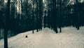 Forest, Park with different colors, winter time, mystical environment. Royalty Free Stock Photo