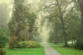 Forest park footpath and trees in fog Royalty Free Stock Photo