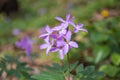 Forest in the park on the mountain in spring, young grass and flowers, dry branches