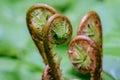 Forest pastorals of young ferns Royalty Free Stock Photo