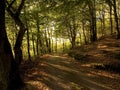 Forest path Royalty Free Stock Photo