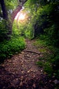 Forest Path Royalty Free Stock Photo