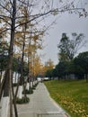 Yellow gingko in late autumn