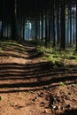 Forest path Royalty Free Stock Photo