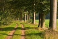 Forest path Royalty Free Stock Photo