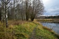 Forest path along the river. Birch grove. Weeping willows bent their branches over the water