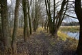 Forest path along the river. Birch grove. Weeping willows bent their branches over the water