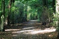 Forest path amsterdamse bos