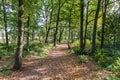 Forest path in Appelbergen nature reserve during autumn Royalty Free Stock Photo