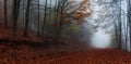 Forest path during autumn Royalty Free Stock Photo