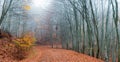 Forest path during autumn Royalty Free Stock Photo