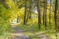 Forest Path