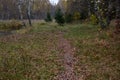 Forest path in the autumn forest. Fallen leaves cover the ground with a multicolored Royalty Free Stock Photo