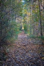 Forest path in the autumn