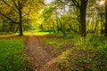 Forest path through Autumn landscape