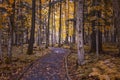 A forest path in autumn