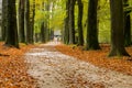 Forest path with autumn leaves on the ground and large trees on both sides Royalty Free Stock Photo