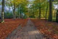 Forest path in autumn season Royalty Free Stock Photo