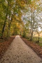 Forest path in autumn, Upper Danube Valley, Swabian Alb, Germany