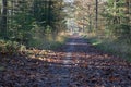 Forest path with autumn trees in the Loenermark Royalty Free Stock Photo