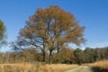 Forest path with autumn trees in the Loenermark Royalty Free Stock Photo