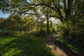 Forest path in the autumnal evening light. Royalty Free Stock Photo