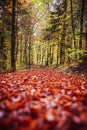 Forest path background in autumn or fall season with red foliage Royalty Free Stock Photo