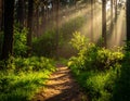 Forest path bathed in golden sunlight with rays filtering through dense green trees sunbeams Royalty Free Stock Photo