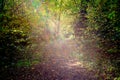 Forest path bathed in sunlight Royalty Free Stock Photo