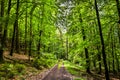 Forest path in a beautiful naturescape Royalty Free Stock Photo