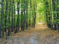 Forest path between beech trees