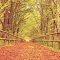 Forest path bellow green yellow trees. Fall afternoon in forest after rain Royalty Free Stock Photo