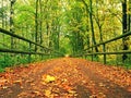 Forest path bellow green yellow trees. Fall afternoon in forest after rain Royalty Free Stock Photo