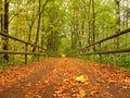 Forest path bellow green yellow trees. Fall afternoon in forest after rain Royalty Free Stock Photo