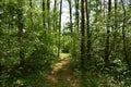 Forest path. Birch grove. Deciduous trees. Green grass. Rowan