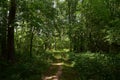 Forest path. Birch grove. Deciduous trees. Green grass. Rowan