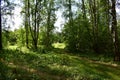Forest path. Birch grove. Deciduous trees. Green grass. Rowan