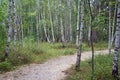 Forest path in a birch grove. Summer August. Horizontal landscape. Royalty Free Stock Photo