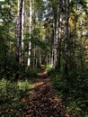 A forest path between birches. Green grass. Branches with green leaves. Summer 2018 in Russia, August. Beauty.