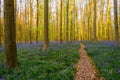 Forest Path in Bluebells Carpet Royalty Free Stock Photo