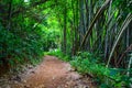 Forest path Both sides are covered with green trees in the afternoon at Thailand, Tourism, studying nature trails in the forest Royalty Free Stock Photo