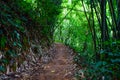 Forest path Both sides are covered with green trees in the afternoon at Thailand, Tourism, studying nature trails in the forest Royalty Free Stock Photo