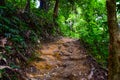 Forest path Both sides are covered with green trees in the afternoon at Thailand, Tourism, studying nature trails in the forest Royalty Free Stock Photo