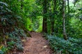 Forest path Both sides are covered with green trees in the afternoon at Thailand, Tourism, studying nature trails in the forest