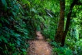 Forest path Both sides are covered with green trees in the afternoon at Thailand, Tourism, studying nature trails in the forest Royalty Free Stock Photo