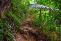 Forest path Both sides are covered with green trees in the afternoon at Thailand, Tourism, studying nature trails in the forest Royalty Free Stock Photo