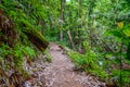 Forest path Both sides are covered with green trees in the afternoon at Thailand, Tourism, studying nature trails in the forest Royalty Free Stock Photo