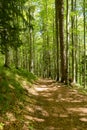 Forest path in the mountains